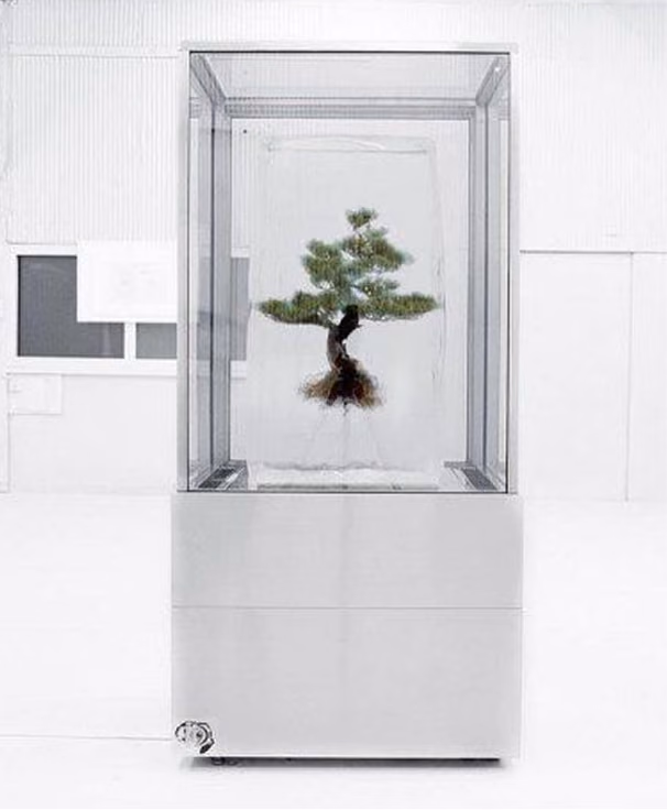 Reference: a bonsai inside a glass case on a metal base