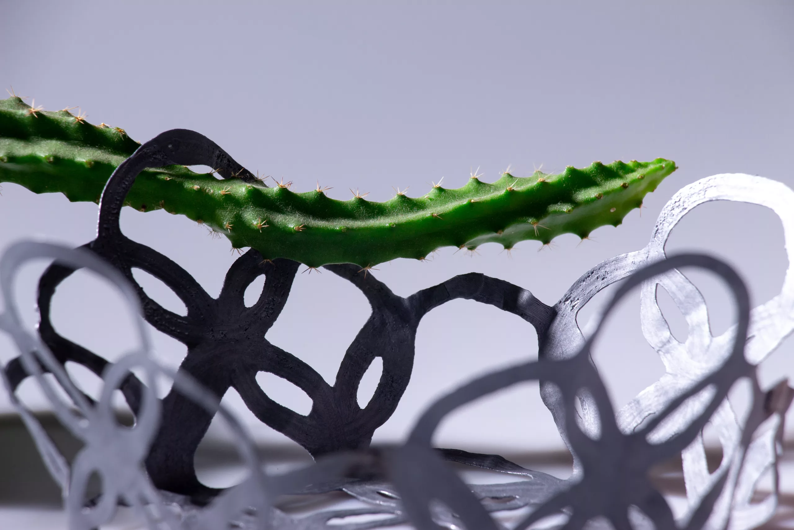 A cactus stem resting across the fused loops of a PLArt piece
